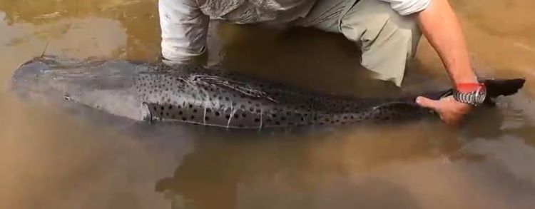 ARTIGO TÉCNICO ][ Pesque e solte, bem-estar dos peixes e seu uso como ferramenta de manejo pesqueiro